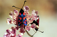 Zygaena marcuna 