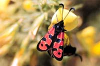 Zygaena marcuna 