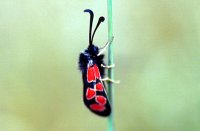 Zygaena maroccana 