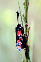 Zygaena maroccana 