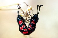 Zygaena maroccana 