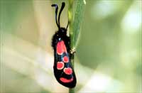 Zygaena maroccana 