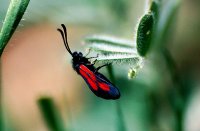 Zygaena nevadensis 