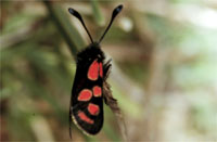 Zygaena orana 