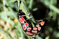 Zygaena orana 