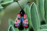 Zygaena orana 