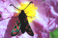 Zygaena orana 