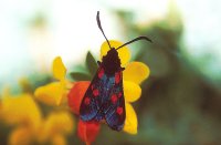 Zygaena trifolli 