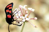 Zygaena youngi 