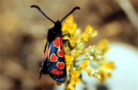 Zygaena youngi 