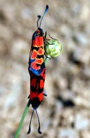 Zygaena youngi 