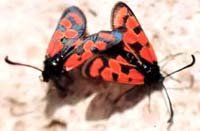 Zygaena youngi 