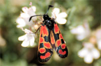 Zygaena youngi 