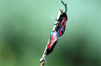 Zygaena zuleima 