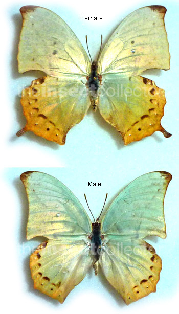 Zaretis callidryas