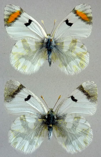 Zegris eupheme