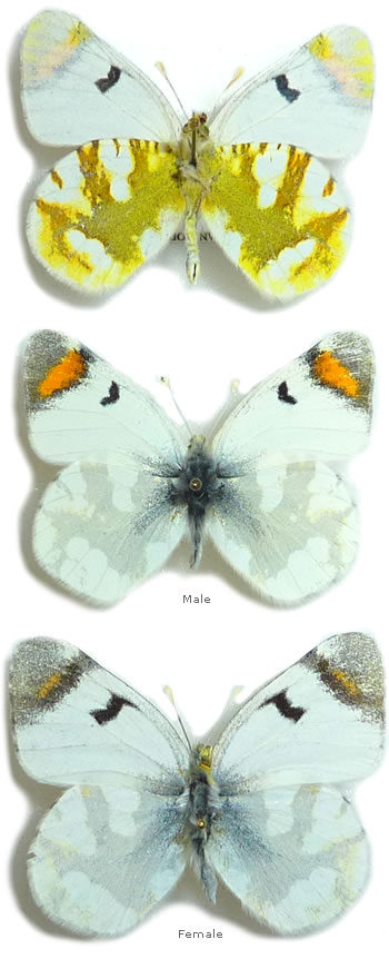 Zegris eupheme