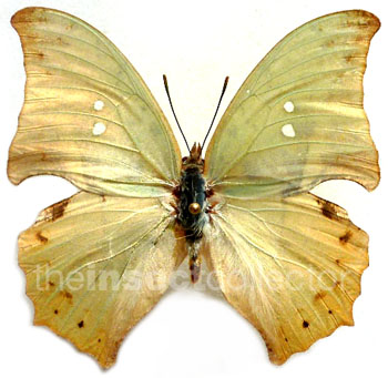 Zeretis callidryas