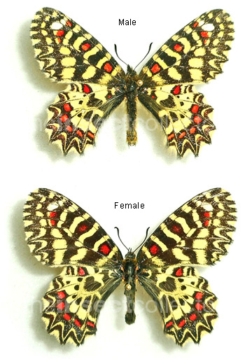 Zerynthia africana