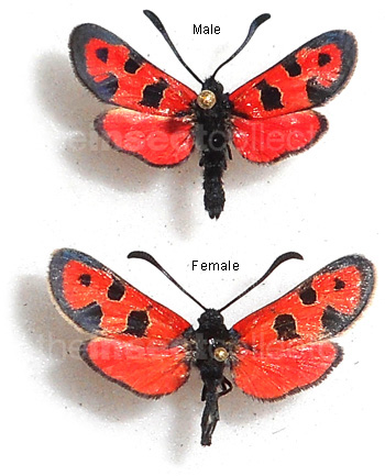 Zygaena algira 