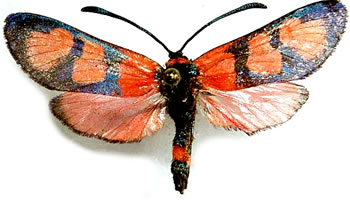 Zygaena cuvieri 