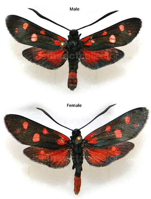 Zygaena ephialtes 