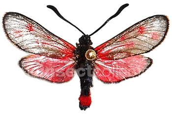 Zygaena favonia 