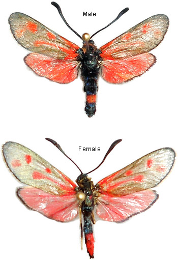 Zygaena loyselis 