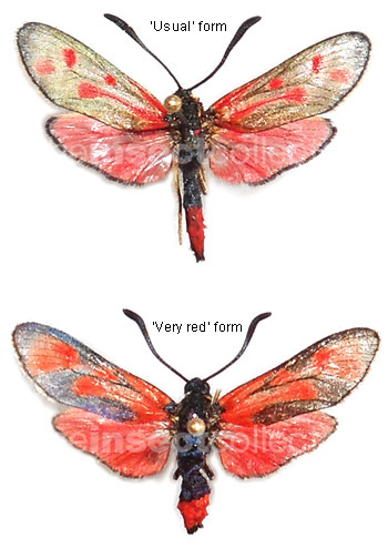 Zygaena loyselis 