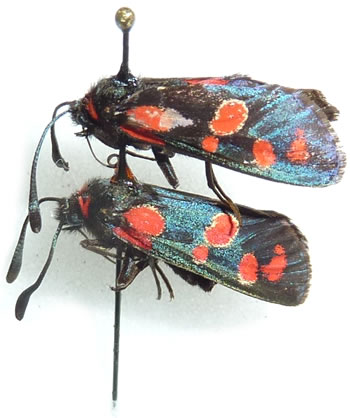 Zygaena sp.1 