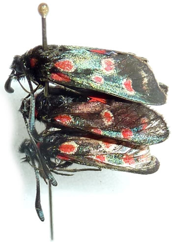 Zygaena sp.2