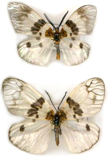 Zygaenidae sp.1