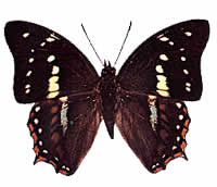 Polyura caphontis