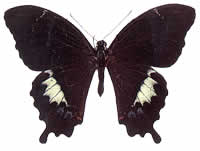 Papilio schmeltzii