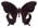 Papilio schmeltzii