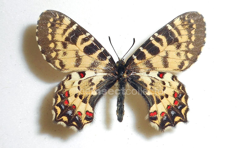 Allancastria caucasica