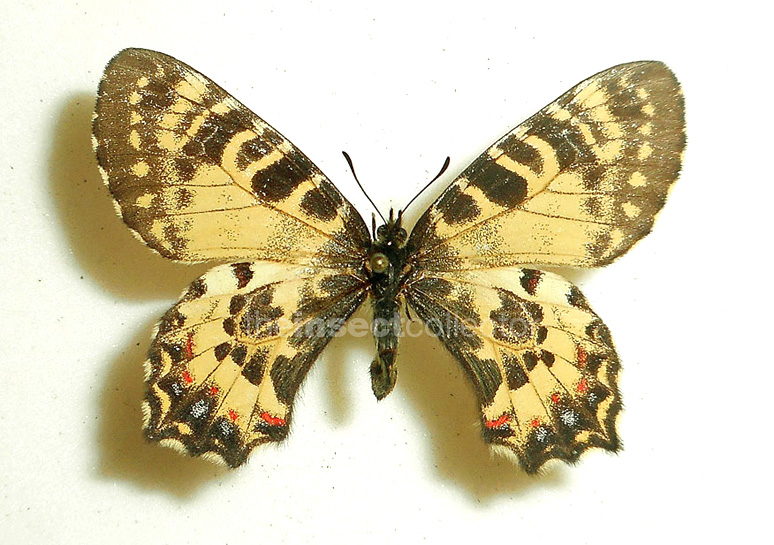 Allancastria caucasica