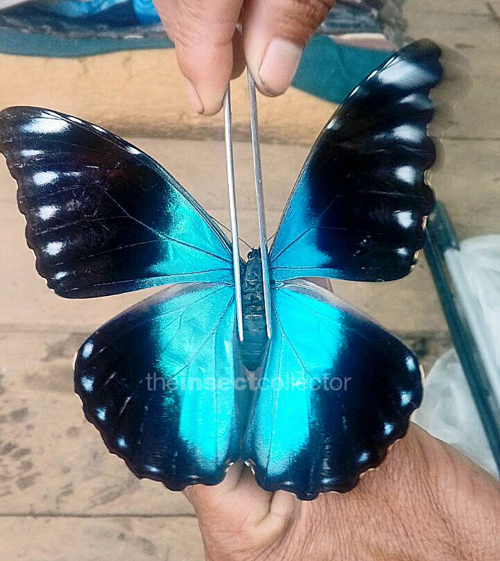 Morpho absoloni 