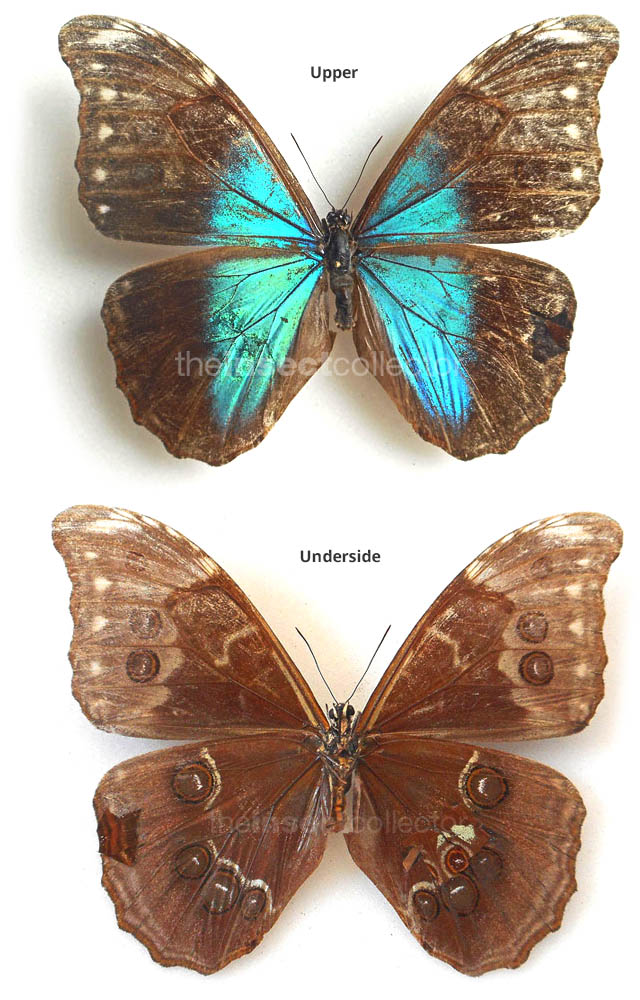 Morpho absoloni 