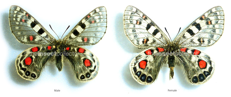 Parnassius acco