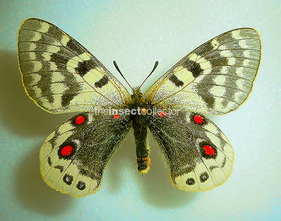 Parnassius acdestis  