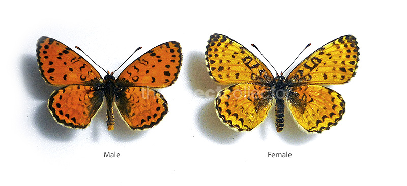 Melitaea acentria