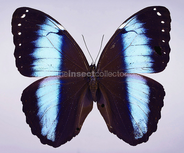 Morpho achilles