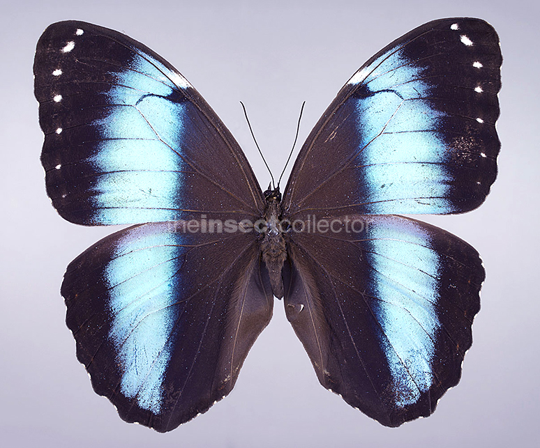 Morpho achilles