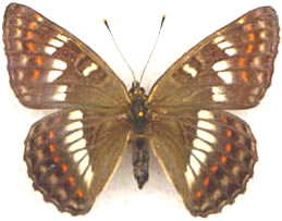 Limenitis (Seokia) pratti 