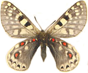 Parnassius acco