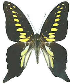 Graphium mendana 