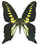 Graphium mendana Graphium mendana