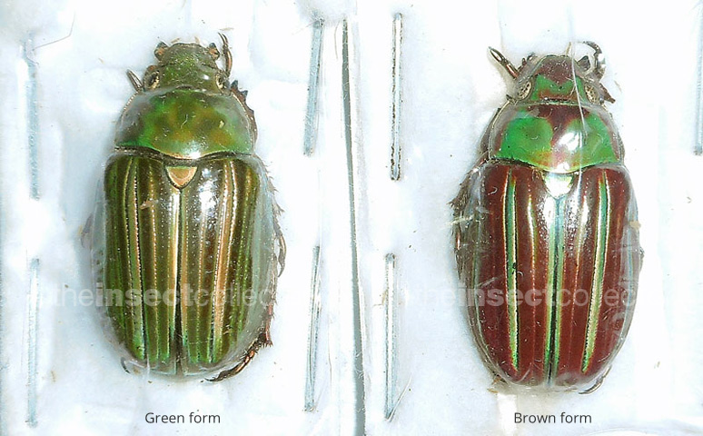 Chrysina adelaida