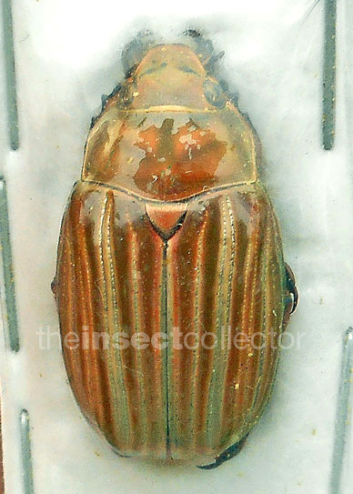 Chrysina adelaida